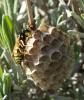 Polistes gallicus
